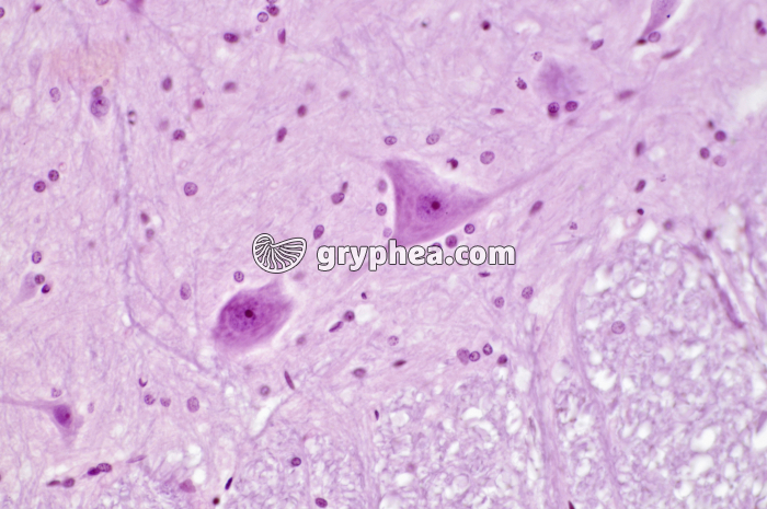 Neurones Moelle épinière x10 - gryphea.com